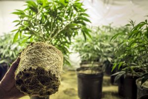 facts about marijuana growing