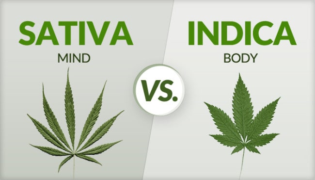 sativa vs indica