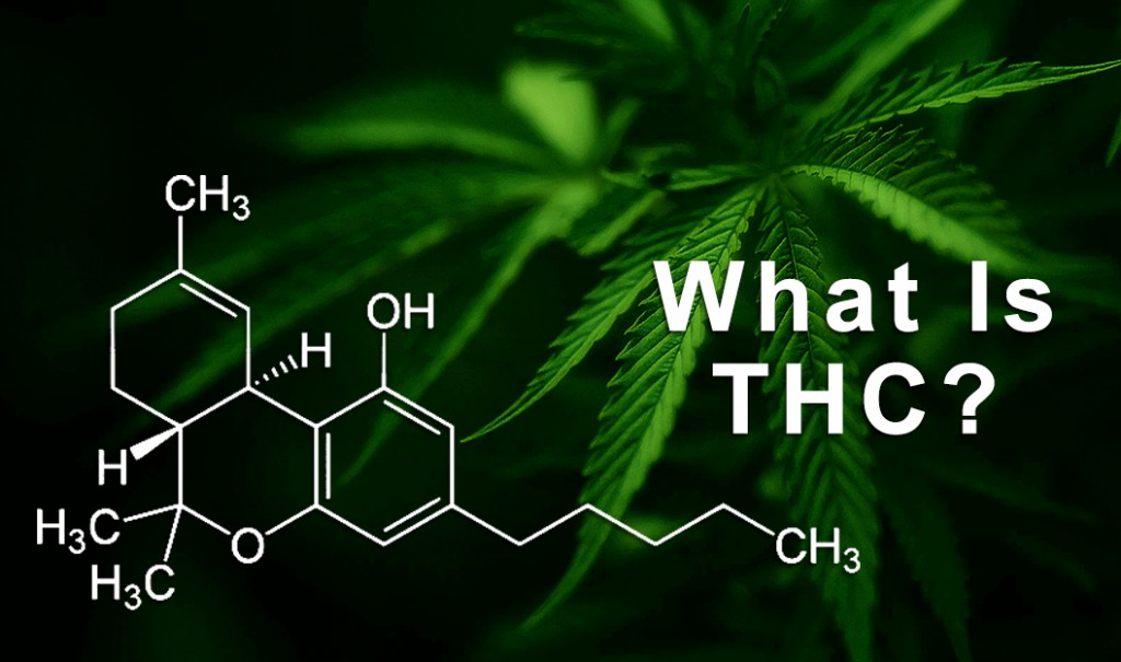 why thc stay in your system