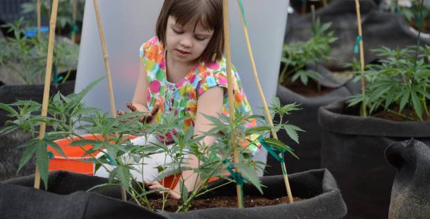 cannabis strain helps charlotte