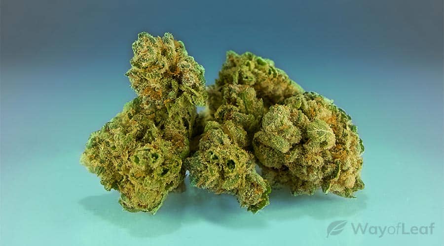 gorilla glue cannabis strain