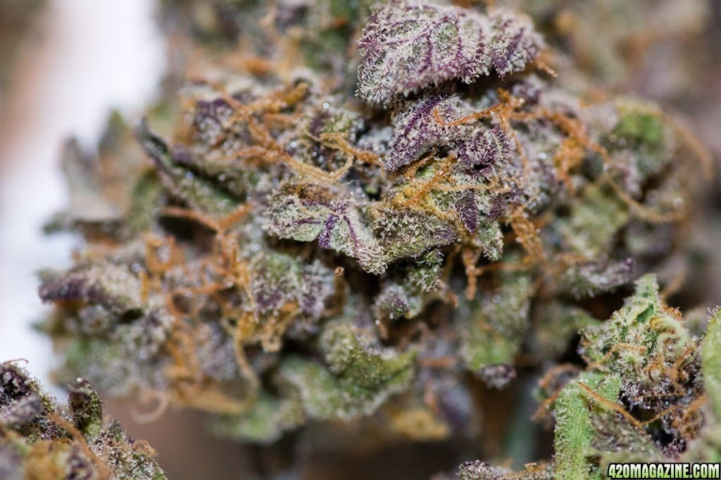 the classic strain: granddaddy purple