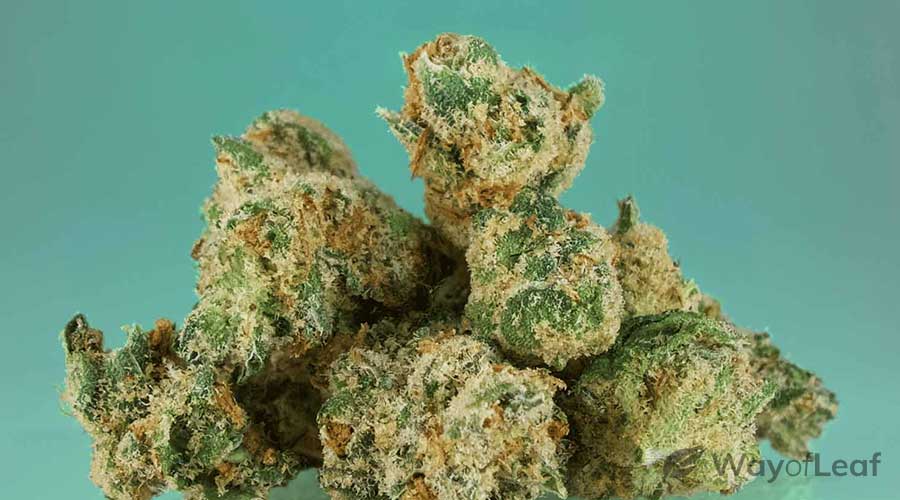 jack-herer-strain