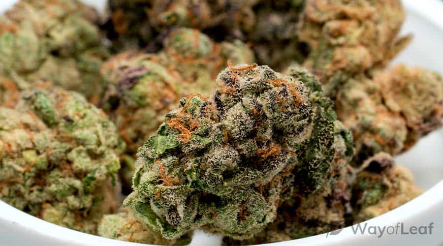 best-marijuana-strains-to-get-you-high-super-fast