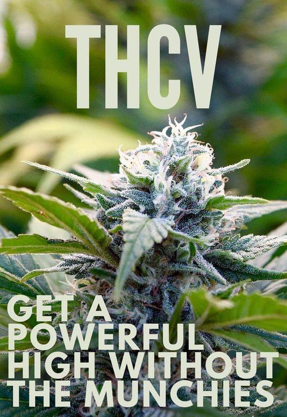 THCV: All You Need To Know About Tetrahydrocannabivarin