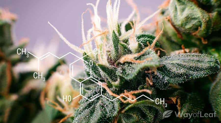 what-s-the-difference-between-cbc-other-cannabinoids