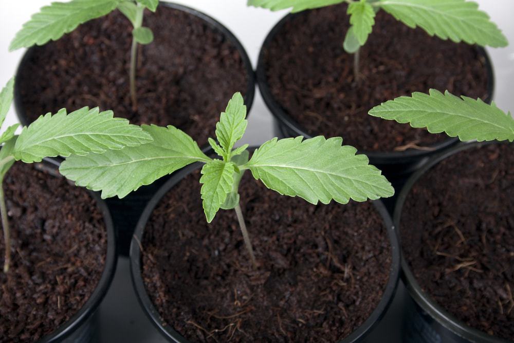 How long to grow cannabis indoors