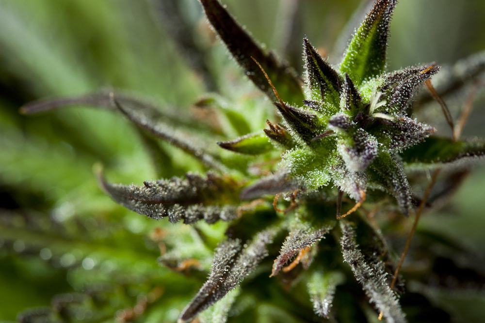 Growing cannabis in pots indoors
