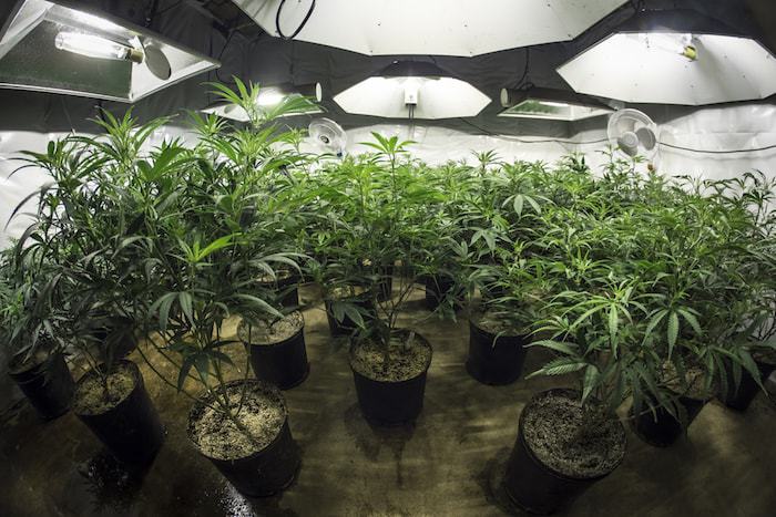 Things needed to grow weed indoors