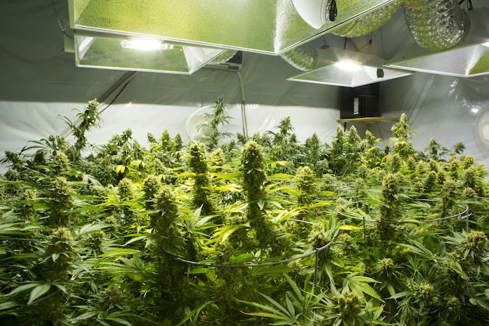 Things you need to grow weed indoors