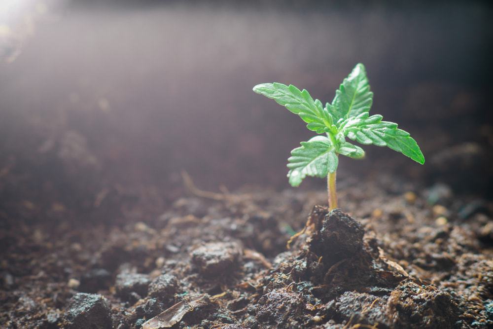 How to grow a cannabis plant for beginners