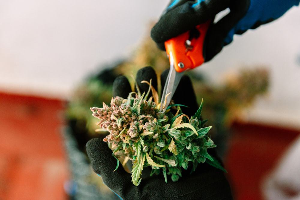 How to grow marijuana easiest way indoors