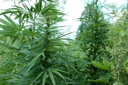 grow cannabis outside