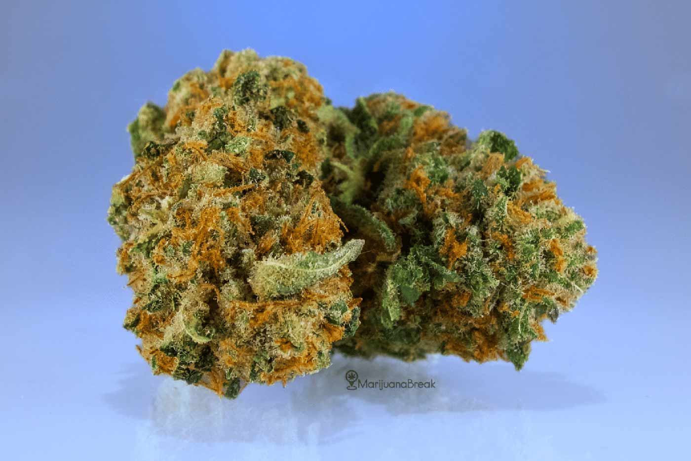 harlequin cannabis strain