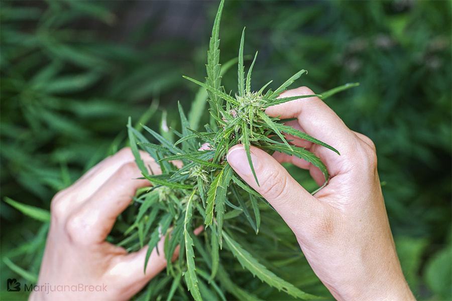 cloning cannabis