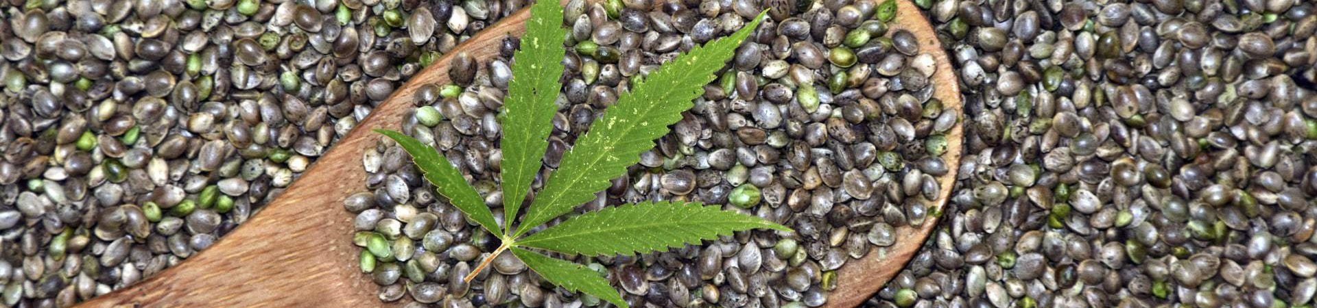 5 Best Cannabis Seeds For Beginners [Our Top Picks]