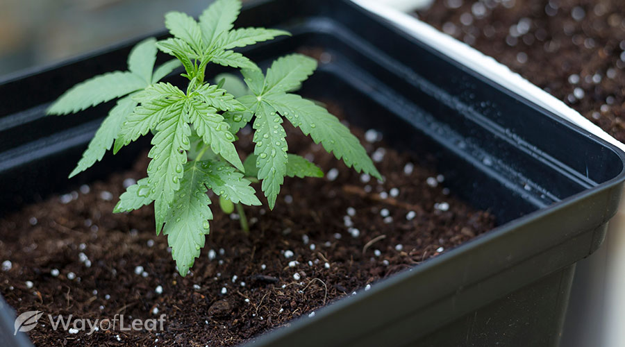 How to grow weed outside in the ground