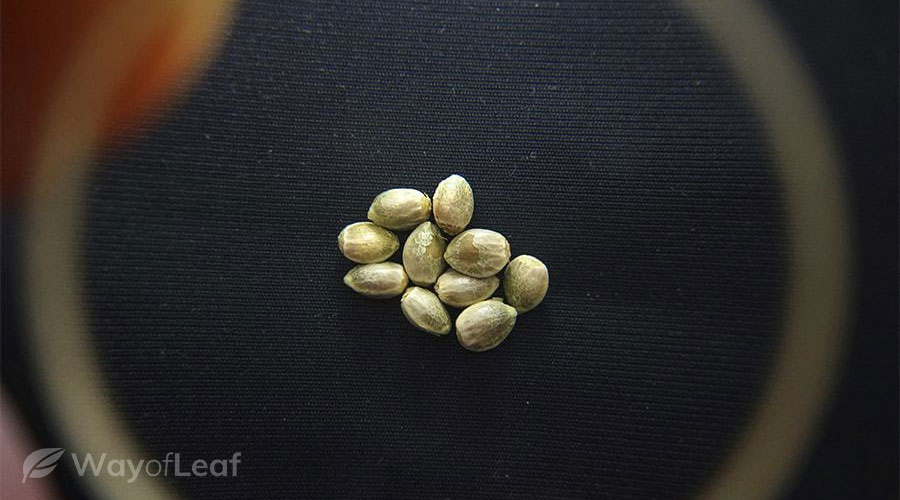 Cannabis seed germination temperature