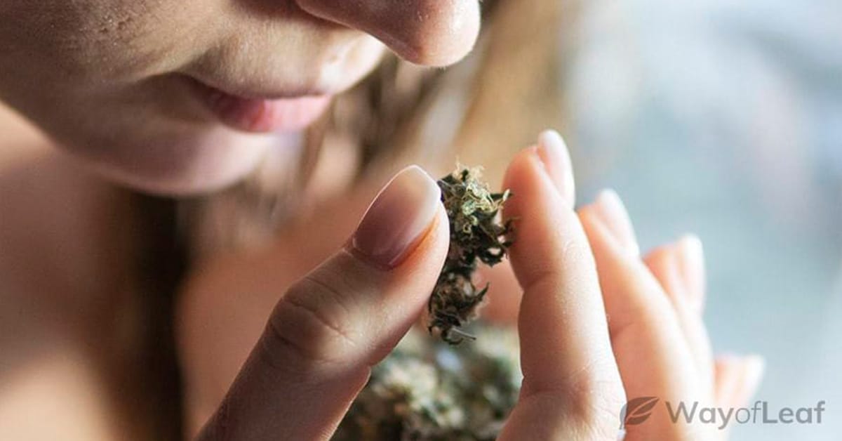 Drying and Curing Cannabis Buds [The Comprehensive Guide]