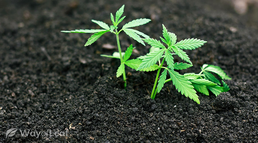 How to grow a pound of weed outdoors