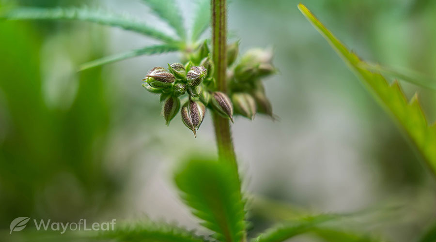 Starting marijuana seeds outdoors