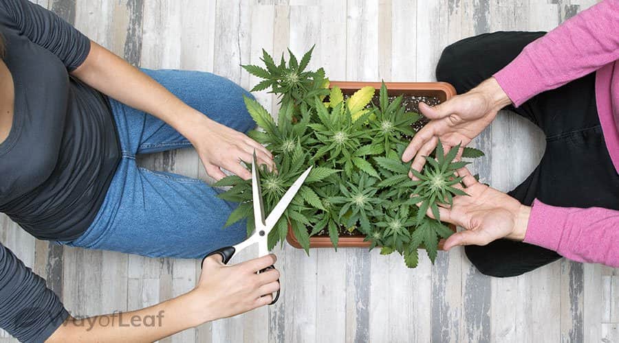 How to grow one weed plant outside