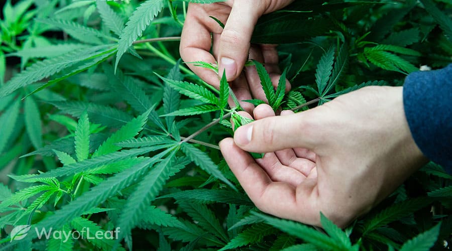 Growing marijuana clones outside