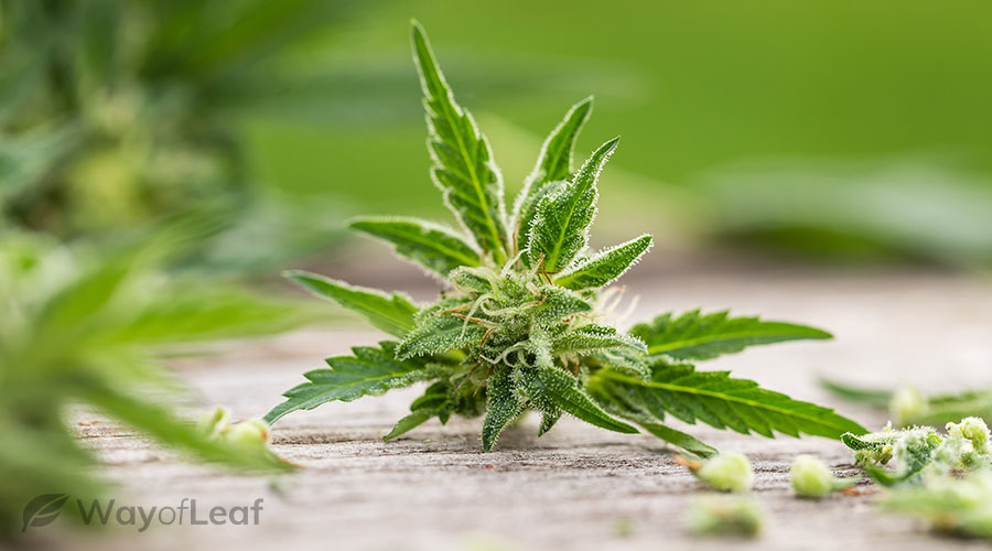 How to start marijuana seeds outdoors