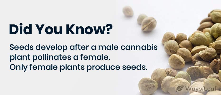 Marijuana buds with seeds