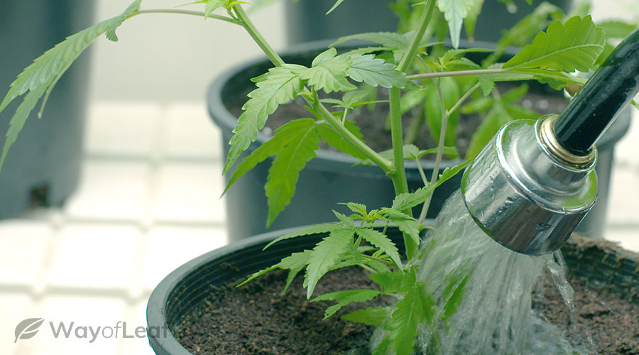 How to grow your own weed outside