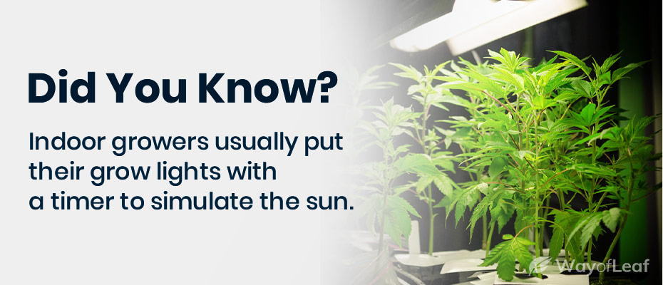 How do you grow cannabis indoors