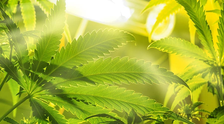Best led grow lights for marijuana