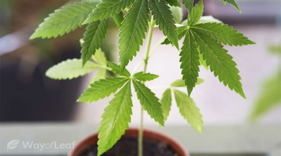 Growing marijuana from seed timeline