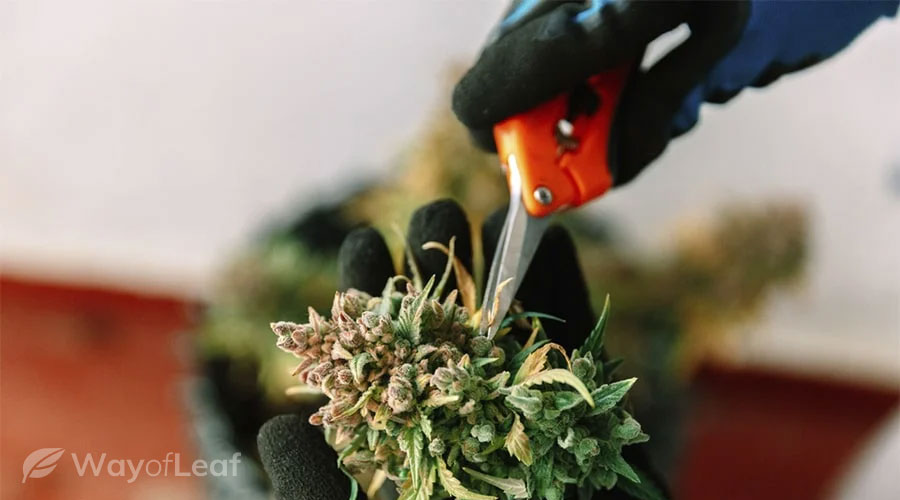 The process of growing marijuana