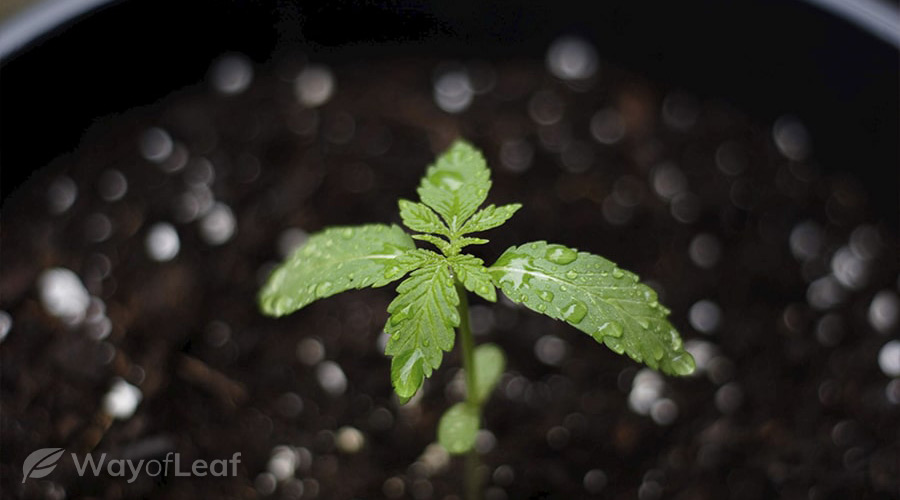 Cannabis seed growth stages