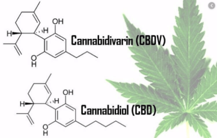 cbdv – cannabidivarin