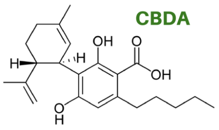 cbda – cannabidiolic acid