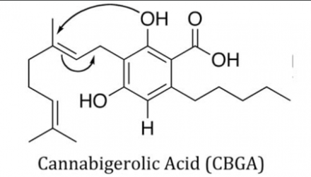 cbga – cannabigerolic acid