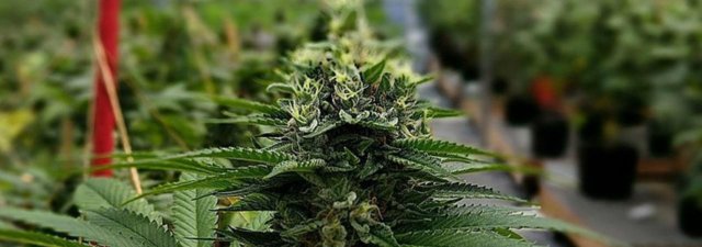 Is It Illegal to Grow Hemp? [Understanding the Legalities]