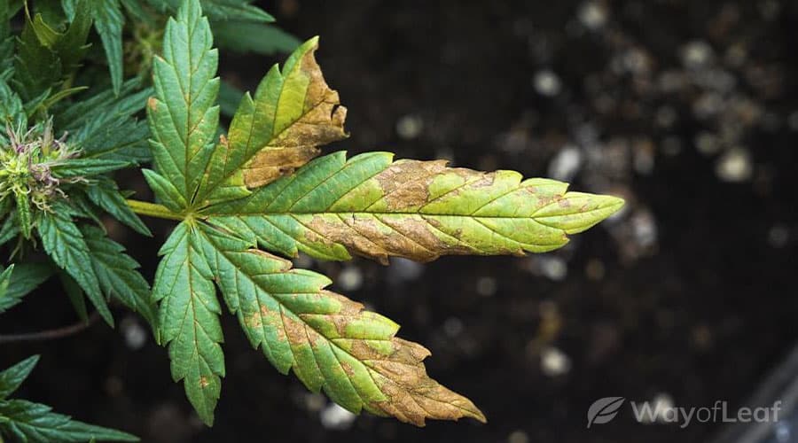 Nutrients cannabis needs to grow