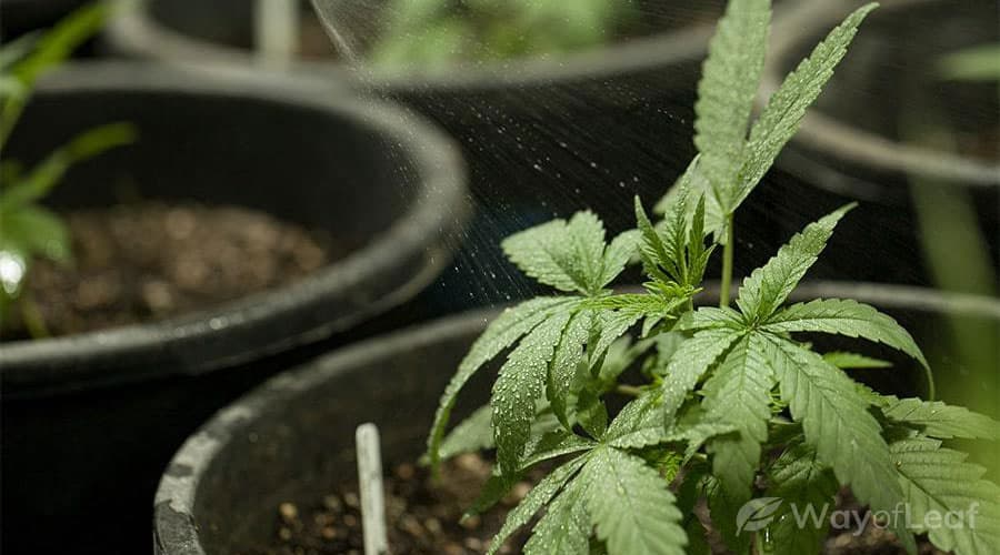Growing marijuana watering schedule