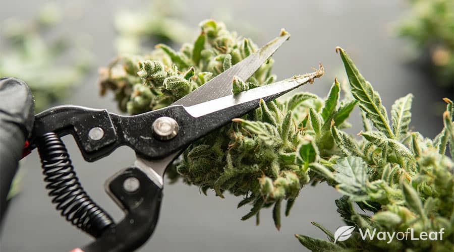 How To Trim Your Cannabis Plants For The Perfect Buds