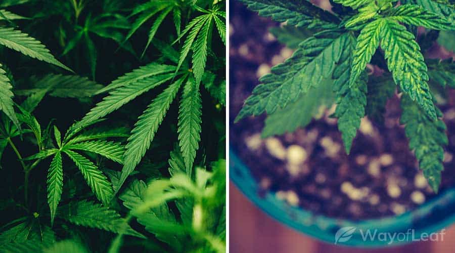 What Are The Best Nutrients For Growing Cannabis?