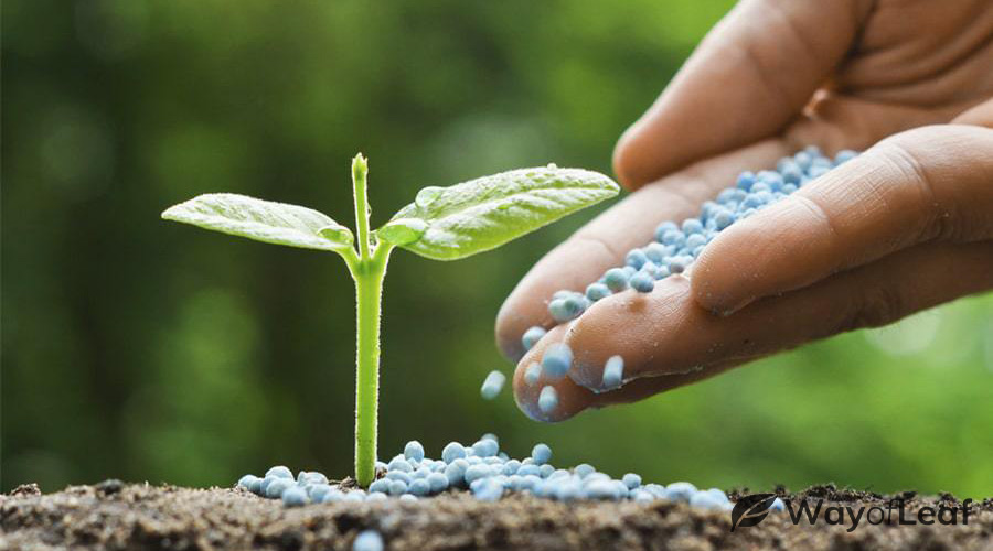 How to grow autoflowering cannabis seeds indoors