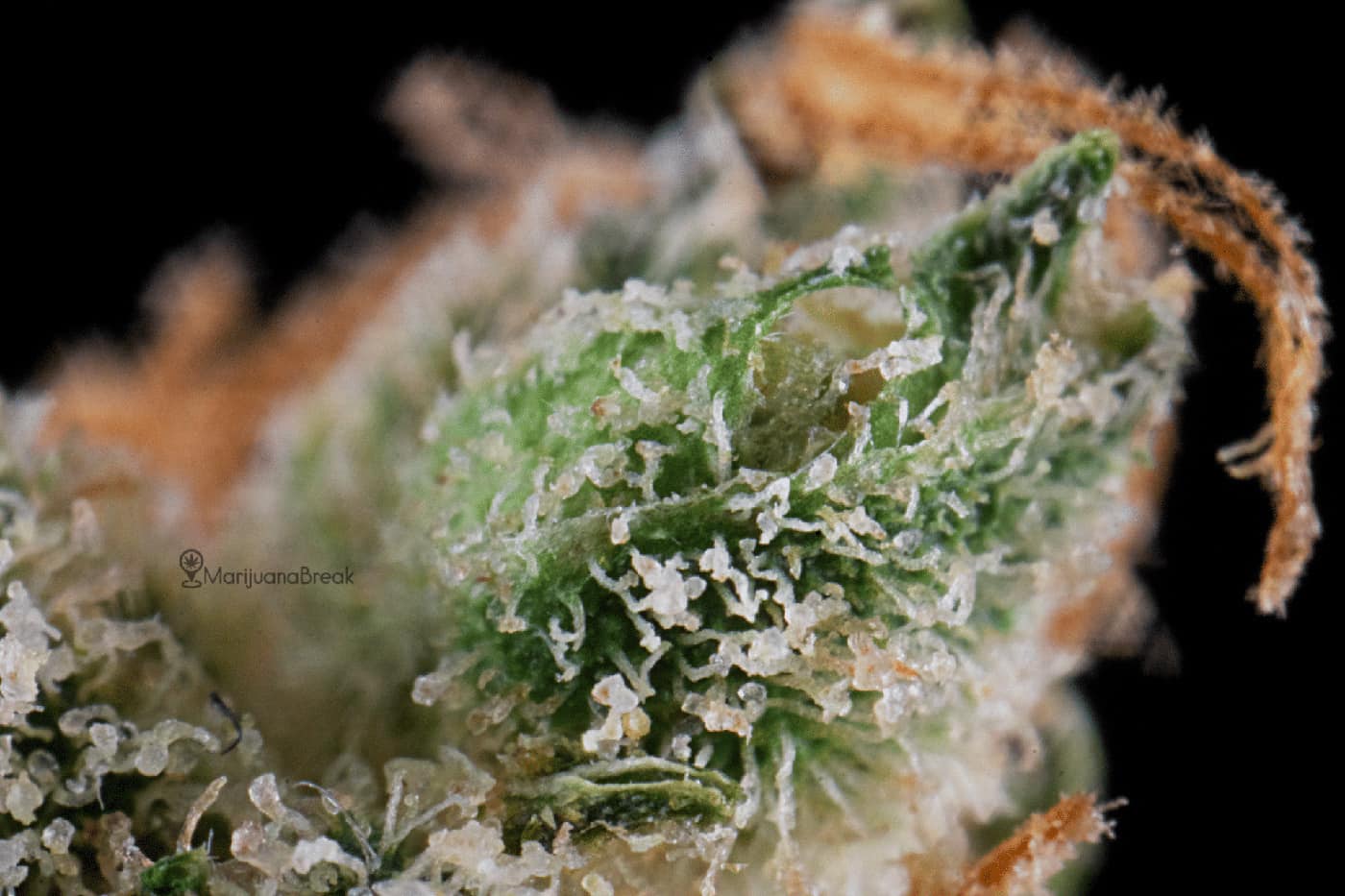 super silver haze: aroma, flavor and appearance