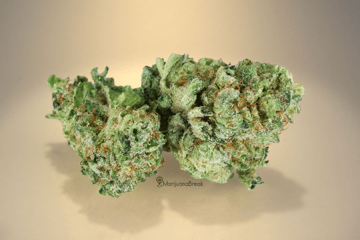 vanilla kush strain review