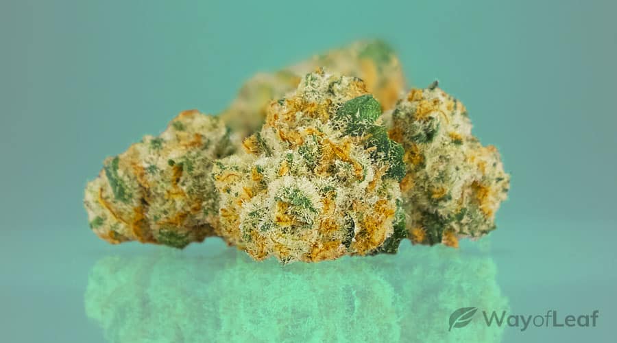 cannatonic-the-all-star-marijuana-strain