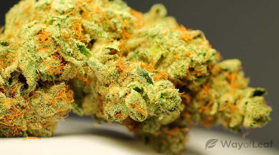 wol-article-pic-amnesia-haze-strain-review