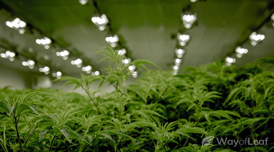 Indoor outdoor cannabis growing