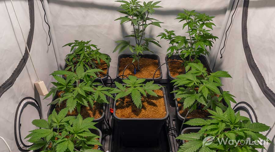 How to make a grow room for weed